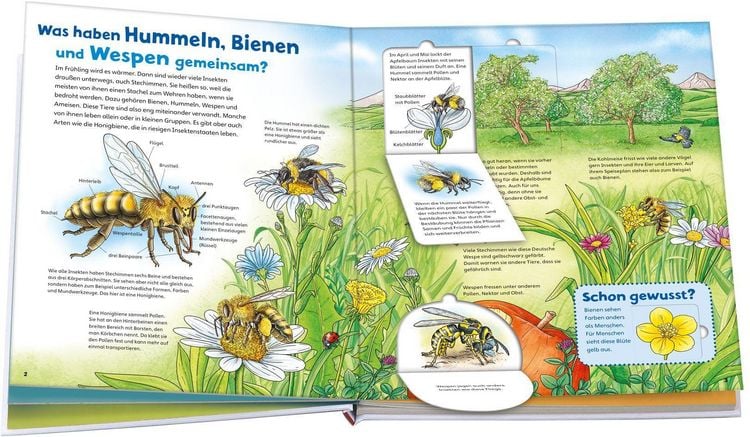 Produktbild: WAS IST WAS Junior Band 34 Bienen, Wespen, Hummeln