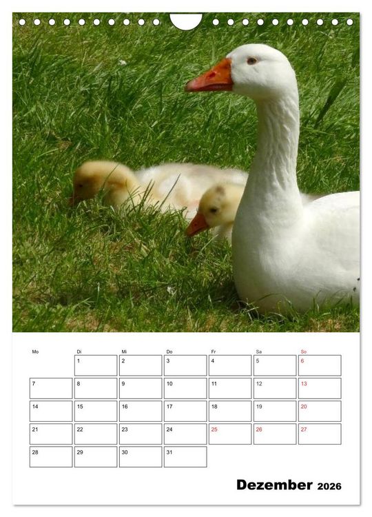 Produktbild: Gl&uuml;ckliche G&auml;nse (Wandkalender 2026 DIN A4 hoch), CALVENDO Monatskalender