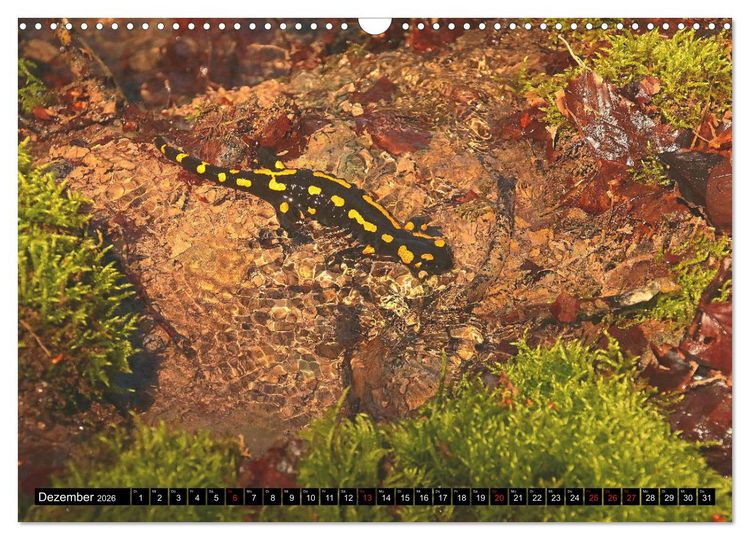 Produktbild: Im Revier der Salamander (Wandkalender 2026 DIN A3 quer), CALVENDO Monatskalender