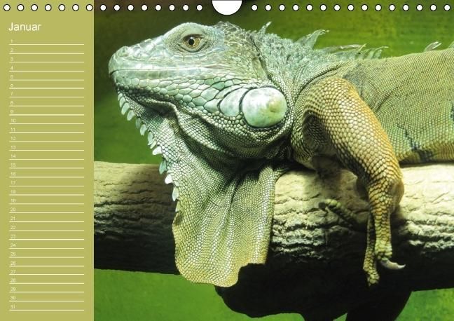 Produktbild: Drachen / Geburtstagskalender (Wandkalender immerw&auml;hrend DIN A4 quer)