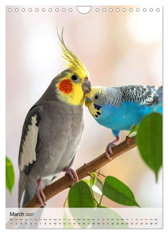 Produktbild: Cockatiel Dreams (Wall Calendar 2027 DIN A4 portrait), CALVENDO 12 Month Wall Calendar