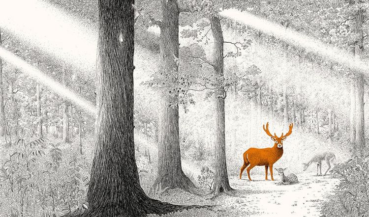Produktbild: Versteckt im Wald