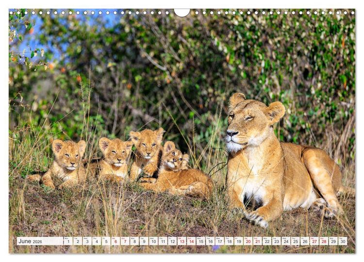 Produktbild: African Cats in impressive portraits (Wall Calendar 2026 DIN A3 landscape), CALVENDO 12 Month Wall Calendar