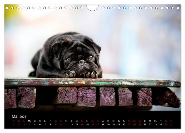 Produktbild: Diesel - ein mopsiges Leben (Wandkalender 2026 DIN A4 quer), CALVENDO Monatskalender