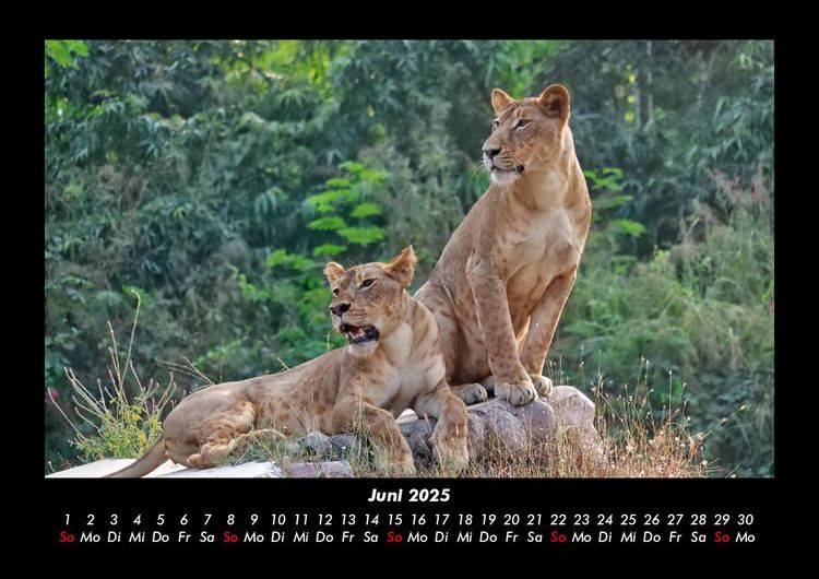 Produktbild: Bilder aus der Natur 2025 Fotokalender DIN A3