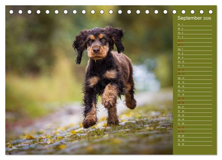 Produktbild: Englische Cocker Spaniel Welpen (Tischkalender 2026 DIN A5 quer), CALVENDO Monatskalender
