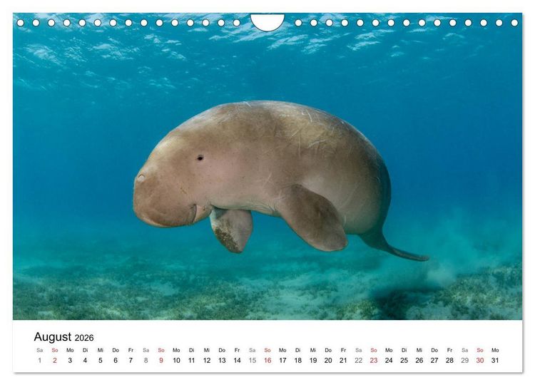 Produktbild: Highlights aus dem Meer - Tauchkalender (Wandkalender 2026 DIN A4 quer), CALVENDO Monatskalender