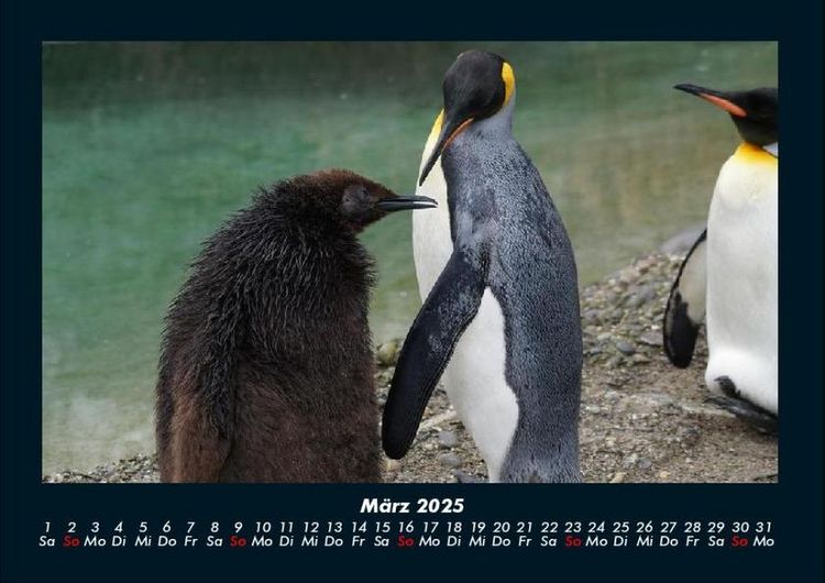 Produktbild: Tierkalender 2025 Fotokalender DIN A4