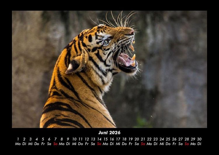 Produktbild: Tierkalender 2026 Fotokalender DIN A3