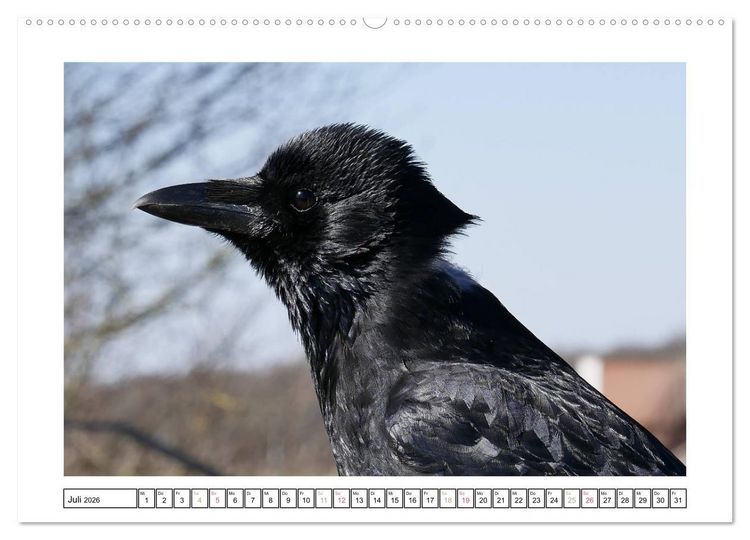 Produktbild: Rabenhafte Augenblicke (Wandkalender 2026 DIN A2 quer), CALVENDO Monatskalender