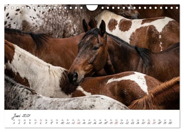 Produktbild: Better Together - Herdenmomente (Wandkalender 2027 DIN A4 quer), CALVENDO Monatskalender