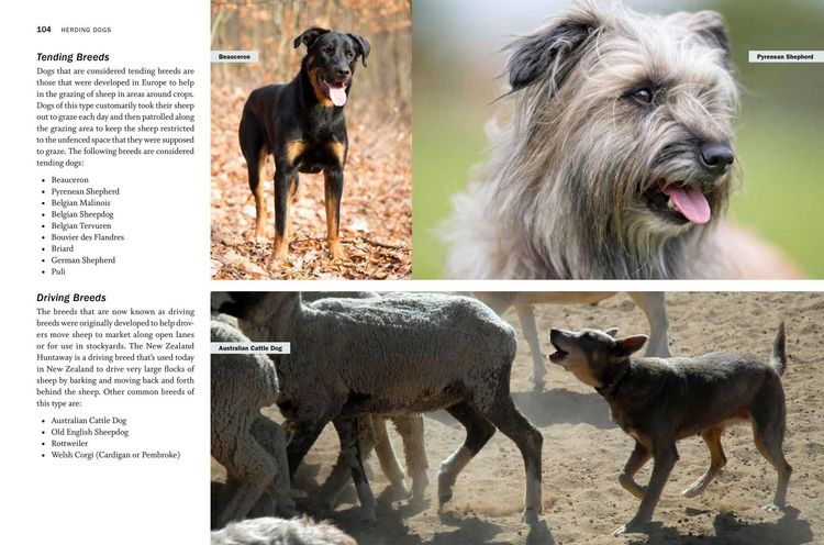Produktbild: Storey's Guide to Raising Sheep, 5th Edition