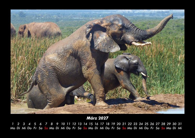 Produktbild: Elefanten 2027 Fotokalender DIN A3