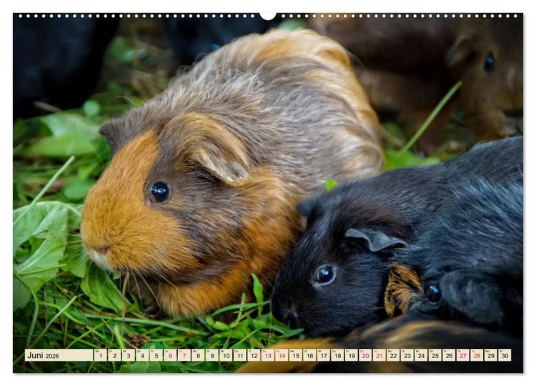 Produktbild: Meerschweinchen - so s&uuml;&szlig; (Wandkalender 2026 DIN A2 quer), CALVENDO Monatskalender
