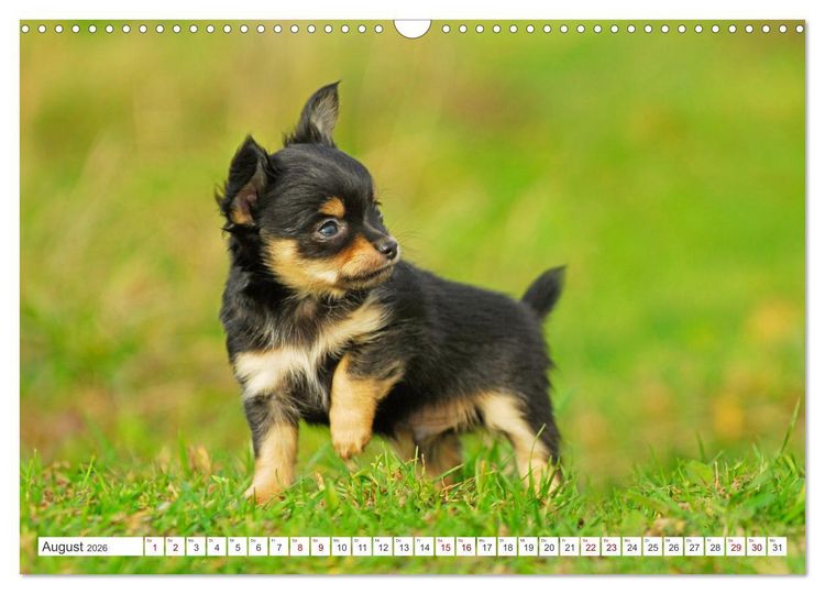 Produktbild: Enegieb&uuml;ndel Chihuahua - Temperament auf vier Pfoten (Wandkalender 2026 DIN A3 quer), CALVENDO Monatskalender