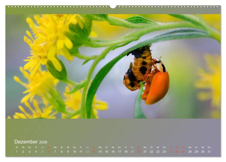 Produktbild: Falter, K&auml;fer und Co.faszinierend, doch extrem gef&auml;hrdet (Wandkalender 2026 DIN A2 quer), CALVENDO Monatskalender