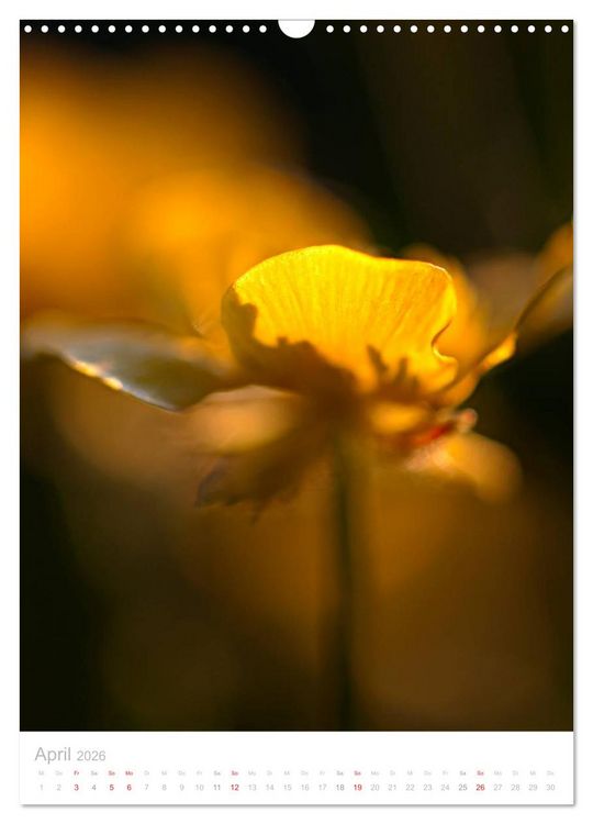 Produktbild: Wiesenblumen (Wandkalender 2026 DIN A3 hoch), CALVENDO Monatskalender