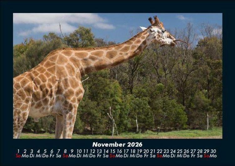 Produktbild: Giraffen 2026 Fotokalender DIN A5
