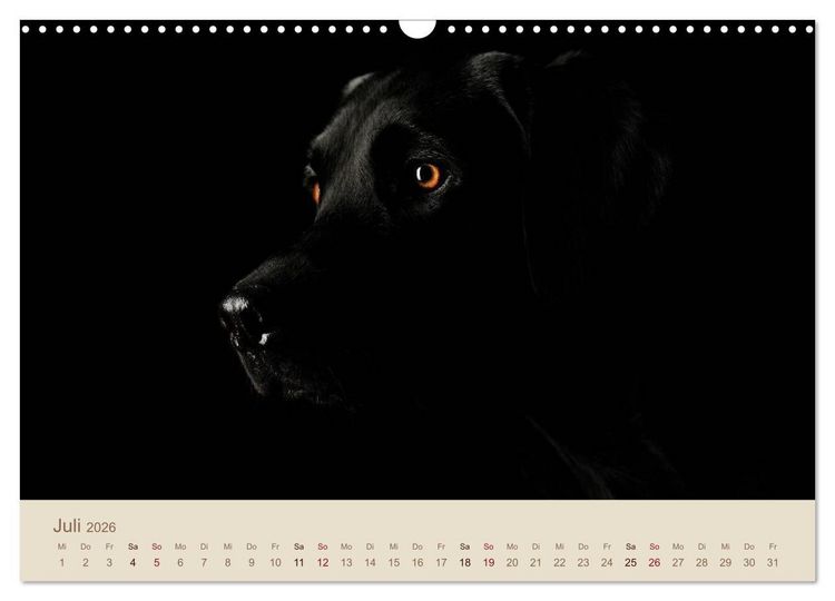 Produktbild: Labrador Retriever (Wandkalender 2026 DIN A3 quer), CALVENDO Monatskalender