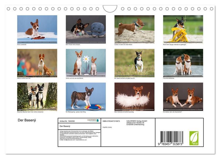 Produktbild: Der Basenji (Wandkalender 2026 DIN A4 quer), CALVENDO Monatskalender