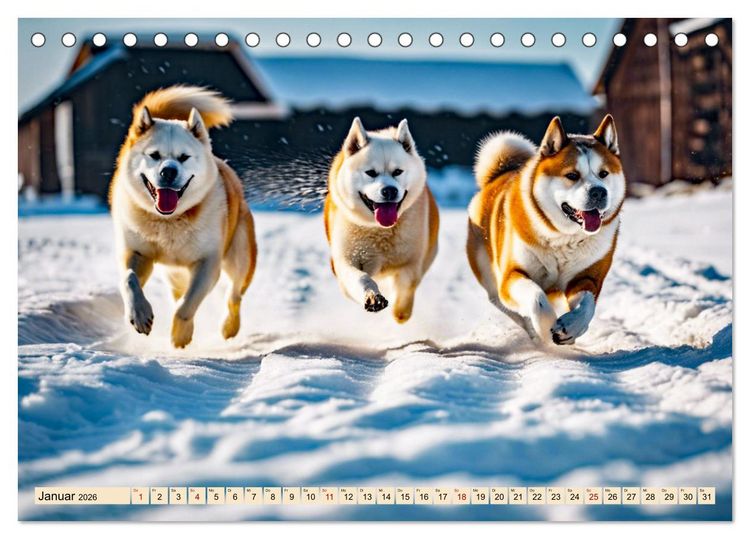 Produktbild: Akita Inu - Inbegriff der Treue (Tischkalender 2026 DIN A5 quer), CALVENDO Monatskalender