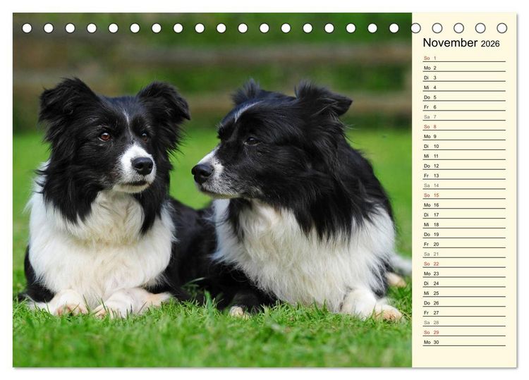 Produktbild: Border Collie 2026 (Tischkalender 2026 DIN A5 quer), CALVENDO Monatskalender