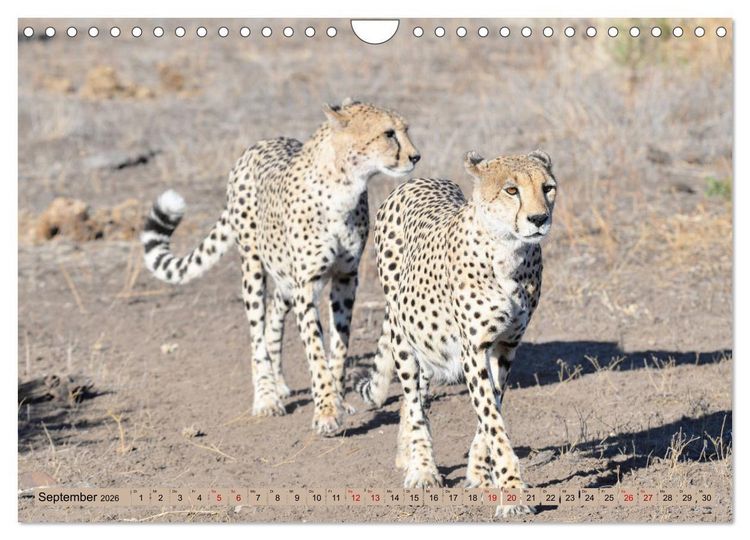 Produktbild: Geparden - schnelle J&auml;ger (Wandkalender 2026 DIN A4 quer), CALVENDO Monatskalender
