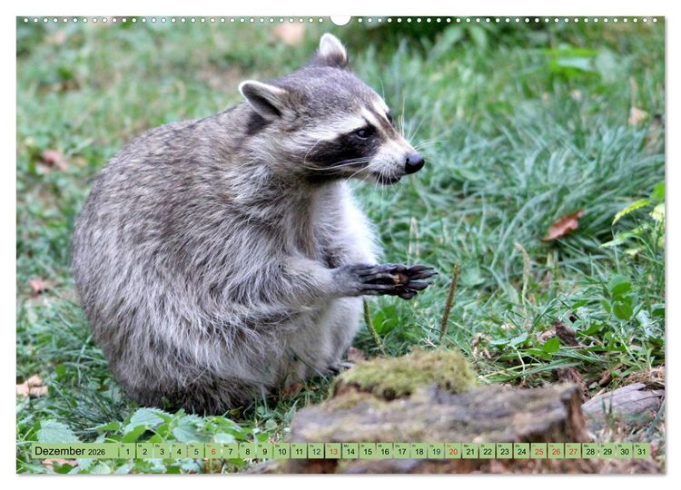 Produktbild: Der Waschb&auml;r - Der Maskentr&auml;ger in unseren W&auml;ldern (hochwertiger Premium Wandkalender 2026 DIN A2 quer), Kunstdruck in Hochglanz