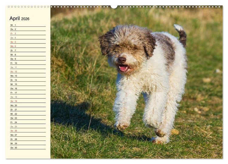 Produktbild: Lagotto Romagnolo - Italienischer Tr&uuml;ffelhund (Wandkalender 2026 DIN A2 quer), CALVENDO Monatskalender