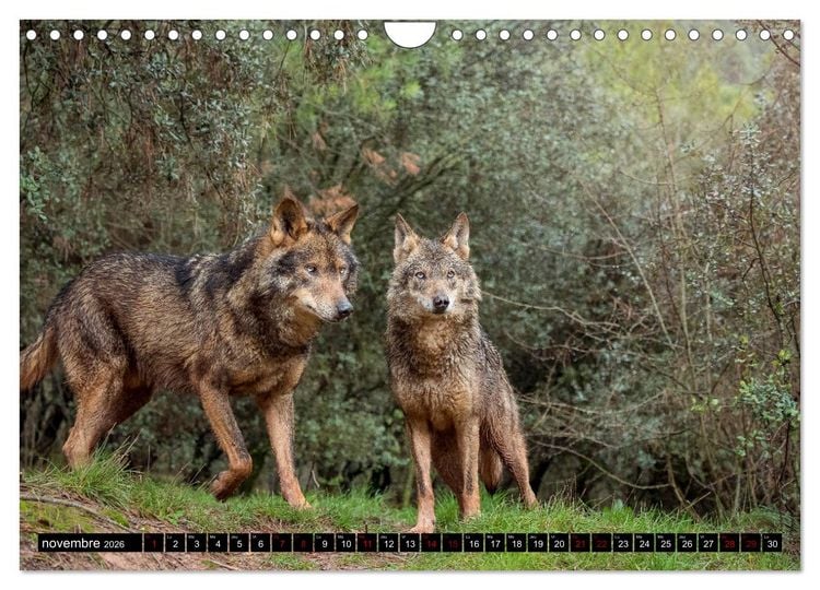 Produktbild: Le loup: l'esprit sauvage (Calendrier mural 2026 DIN A4 vertical), CALVENDO calendrier mensuel