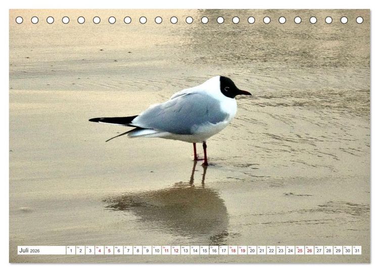 Produktbild: Lachm&ouml;wen an der Ostsee (Tischkalender 2026 DIN A5 quer), CALVENDO Monatskalender