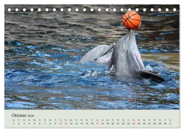 Produktbild: Die Welt der Delphine (Tischkalender 2026 DIN A5 quer), CALVENDO Monatskalender