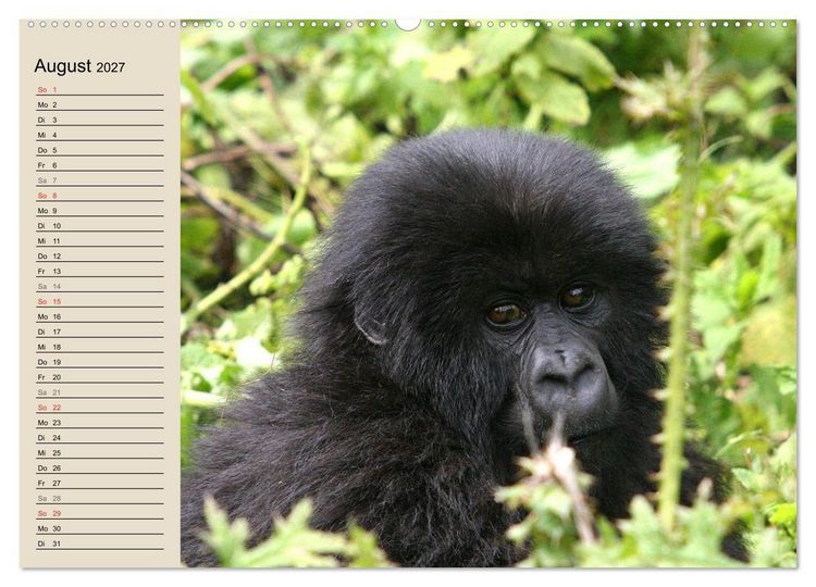 Produktbild: Berggorillas - die sanften Riesen (Wandkalender 2027 DIN A2 quer), CALVENDO Monatskalender