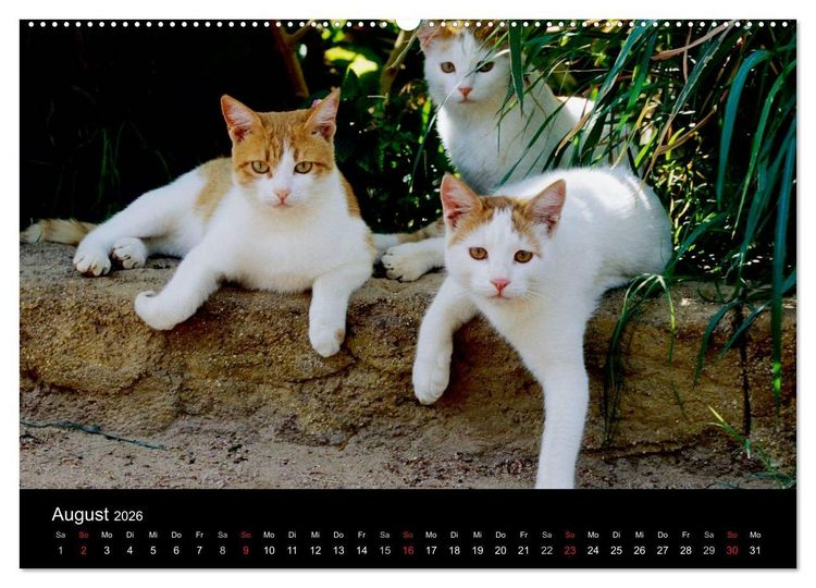 Produktbild: Katzen (hochwertiger Premium Wandkalender 2026 DIN A2 quer), Kunstdruck in Hochglanz