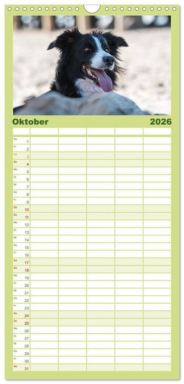 Produktbild: Familienplaner 2026 - Border Collies mit 5 Spalten (Wandkalender, 21 x 45 cm) CALVENDO