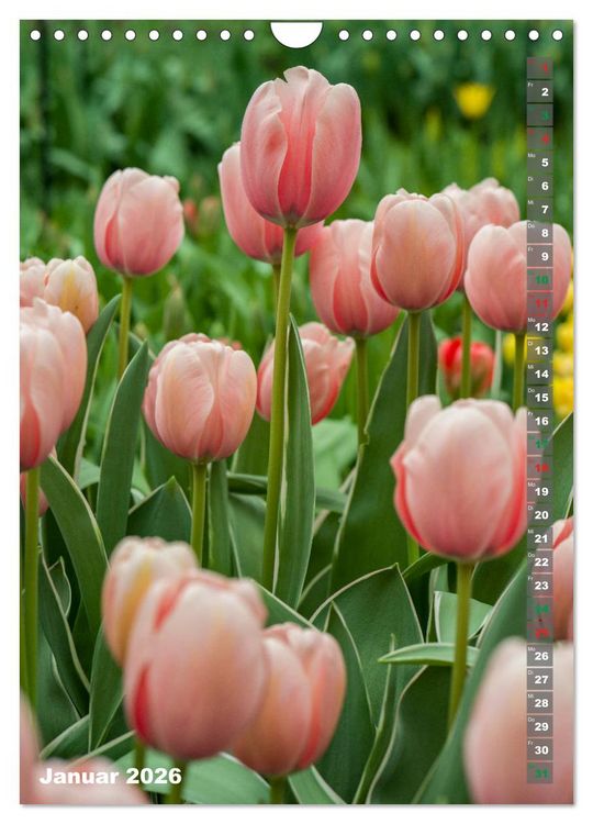 Produktbild: Tulpen - die Fr&uuml;hlingsblume (Wandkalender 2026 DIN A4 hoch), CALVENDO Monatskalender