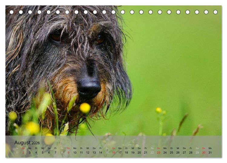 Produktbild: Liebenswerte Clowns (Tischkalender 2026 DIN A5 quer), CALVENDO Monatskalender
