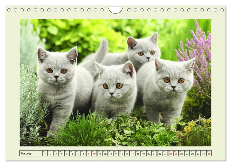 Produktbild: British Shorthair. Sanfte W&uuml;rde und Katzengl&uuml;ck im Gr&uuml;nen (Wandkalender 2026 DIN A4 quer), CALVENDO Monatskalender