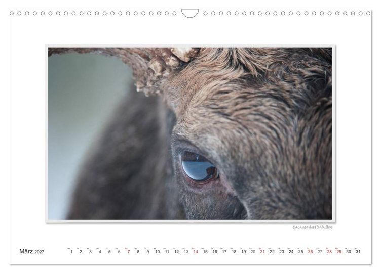 Produktbild: Emotionale Momente: Europ&auml;ischer Elch. (Wandkalender 2027 DIN A3 quer), CALVENDO Monatskalender