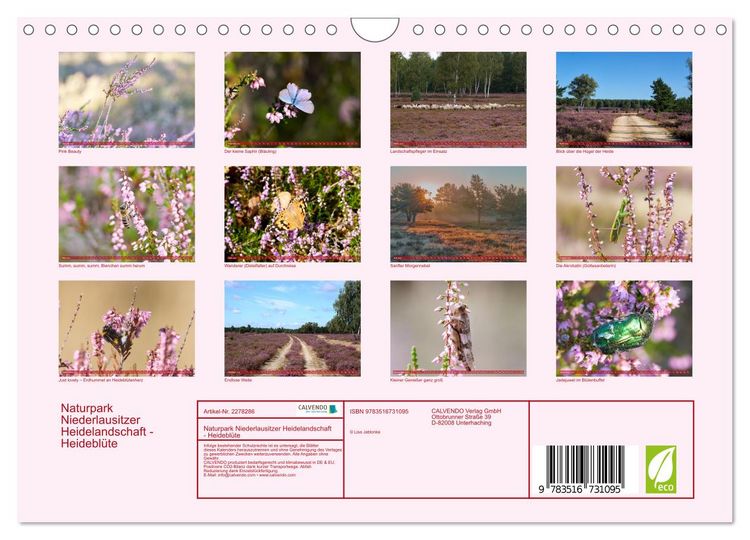 Produktbild: Naturpark Niederlausitzer Heidelandschaft - Heidebl&uuml;te (Wandkalender 2026 DIN A4 quer), CALVENDO Monatskalender