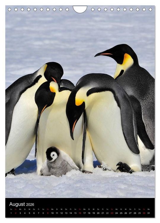 Produktbild: Pinguine - Wackeln im Thermo-Frack (Wandkalender 2026 DIN A4 hoch), CALVENDO Monatskalender