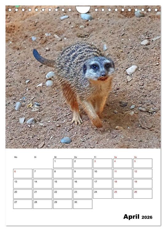 Produktbild: Niedliche Erdm&auml;nnchen (Wandkalender 2026 DIN A4 hoch), CALVENDO Monatskalender