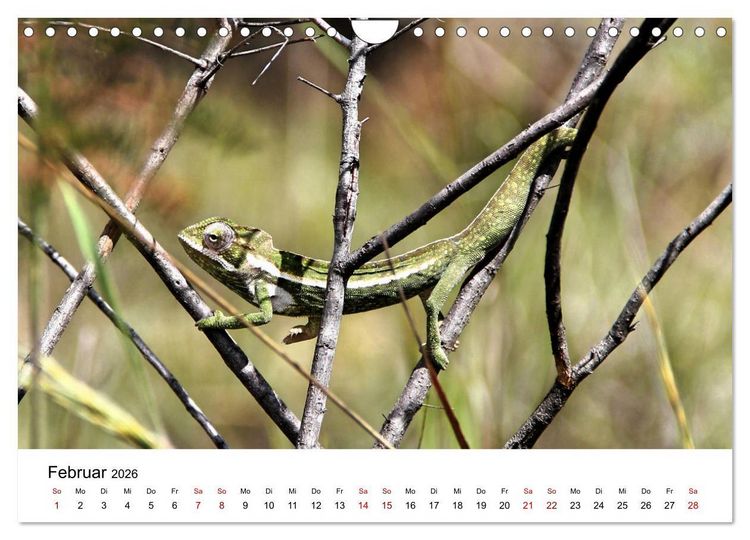 Produktbild: Tiere Madagaskars (Wandkalender 2026 DIN A4 quer), CALVENDO Monatskalender