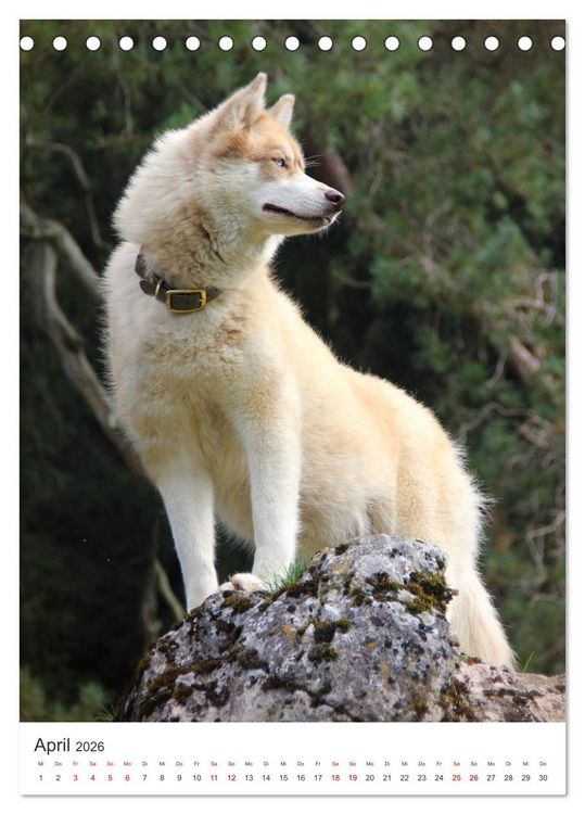 Produktbild: Faszination Husky (Tischkalender 2026 DIN A5 hoch), CALVENDO Monatskalender