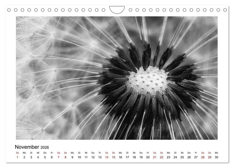 Produktbild: Die grafische Sch&ouml;nheit der Pflanzen &ndash; Schwarz-Wei&szlig; (Wandkalender 2026 DIN A4 quer), CALVENDO Monatskalender