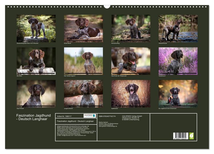 Produktbild: Faszination Jagdhund - Deutsch Langhaar (Wandkalender 2026 DIN A2 quer), CALVENDO Monatskalender
