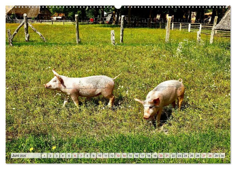 Produktbild: Fischland: zwischen Ostsee und Bodden (Wandkalender 2026 DIN A2 quer), CALVENDO Monatskalender