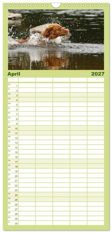 Produktbild: Familienplaner 2027 - Nova Scotia Duck Tolling Retriever mit 5 Spalten (Wandkalender, 21 x 45 cm) CALVENDO