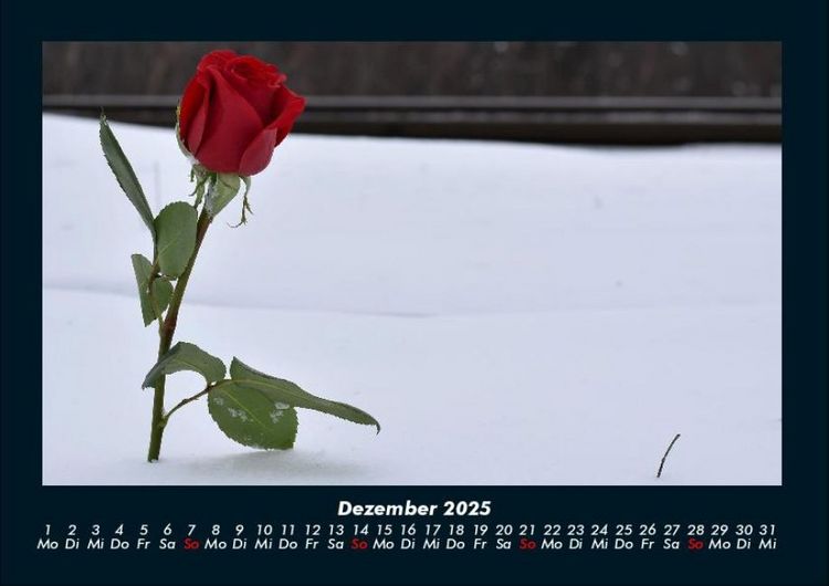 Produktbild: Rosentraum 2025 Fotokalender DIN A4