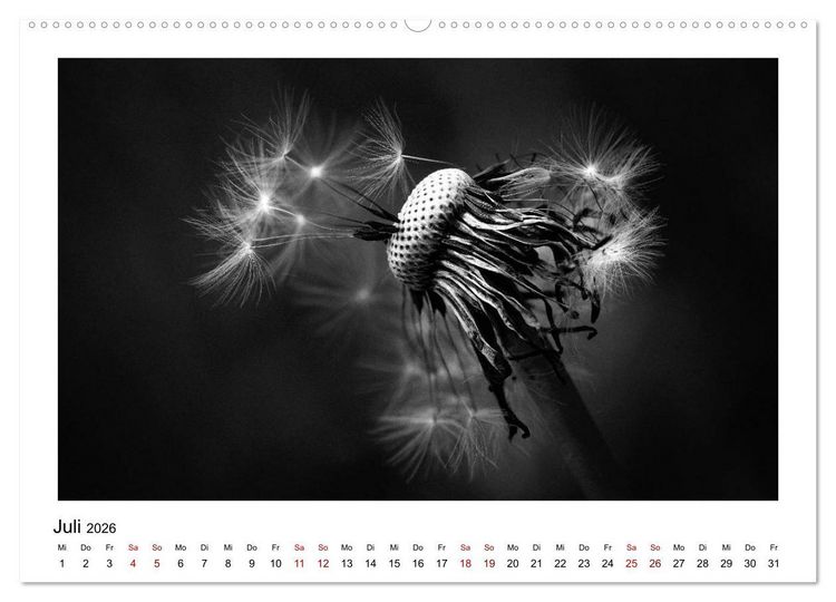 Produktbild: Die grafische Sch&ouml;nheit der Pflanzen &ndash; Schwarz-Wei&szlig; (Wandkalender 2026 DIN A2 quer), CALVENDO Monatskalender